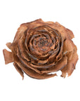 Cedar Rose Natural