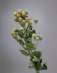 32” Clover Cr