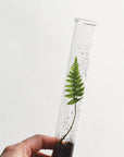Monarchs Pencil Terrarium, Set of 5 Pencils