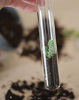 Monarchs Pencil Terrarium, Set of 5 Pencils
