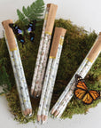 Monarchs Pencil Terrarium, Set of 5 Pencils